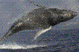 north shore catamaran whale watching cruise